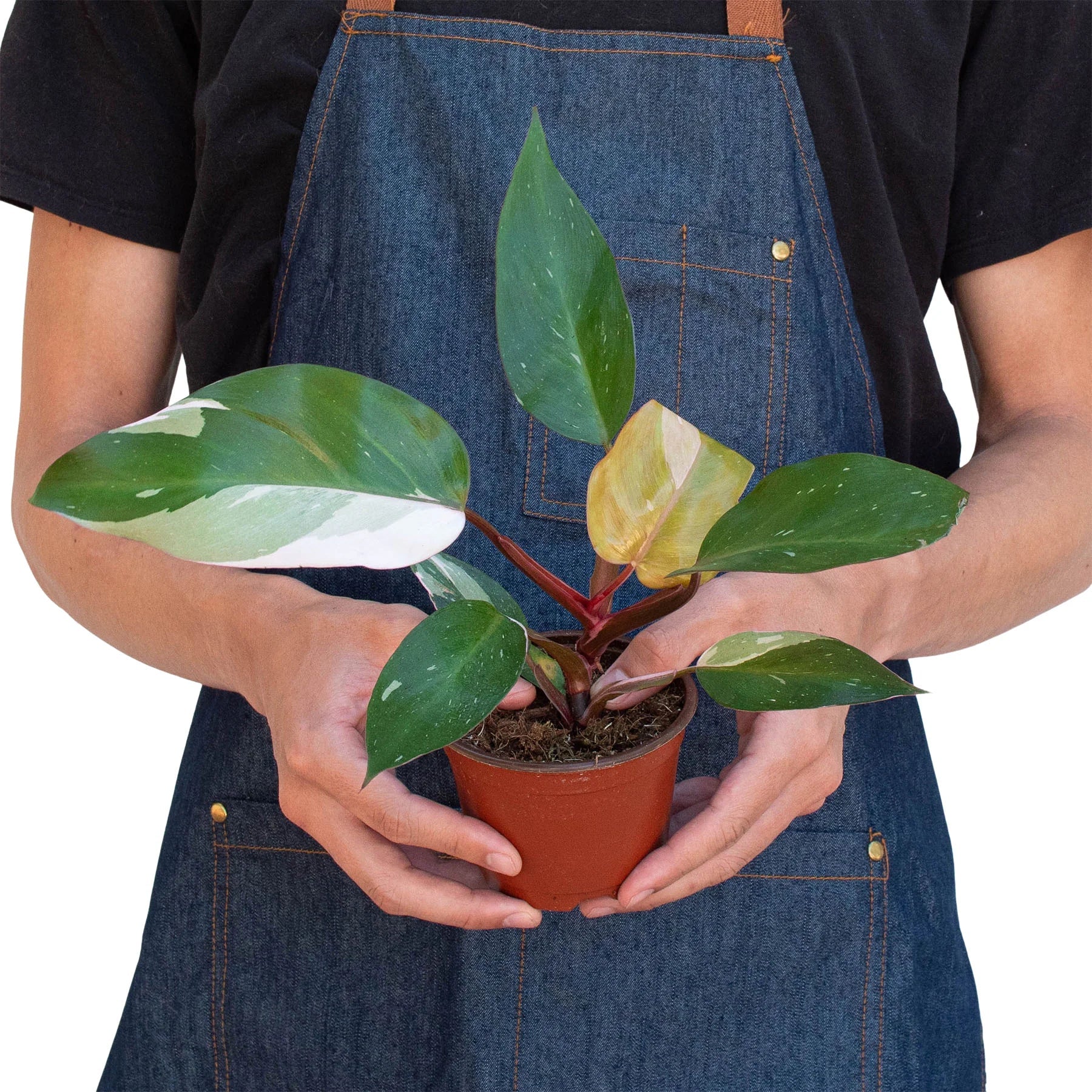 Philodendron 'Pink Princess' – view 3