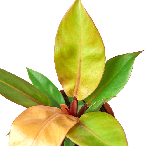 Philodendron 'Prince of Orange' – view 2