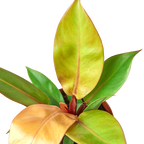 Philodendron 'Prince of Orange' – view 2