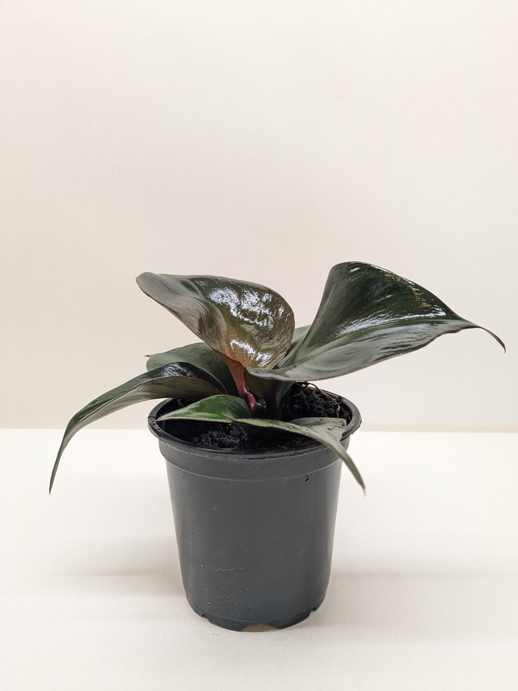 Philodendron 'Red Heart' – view 2
