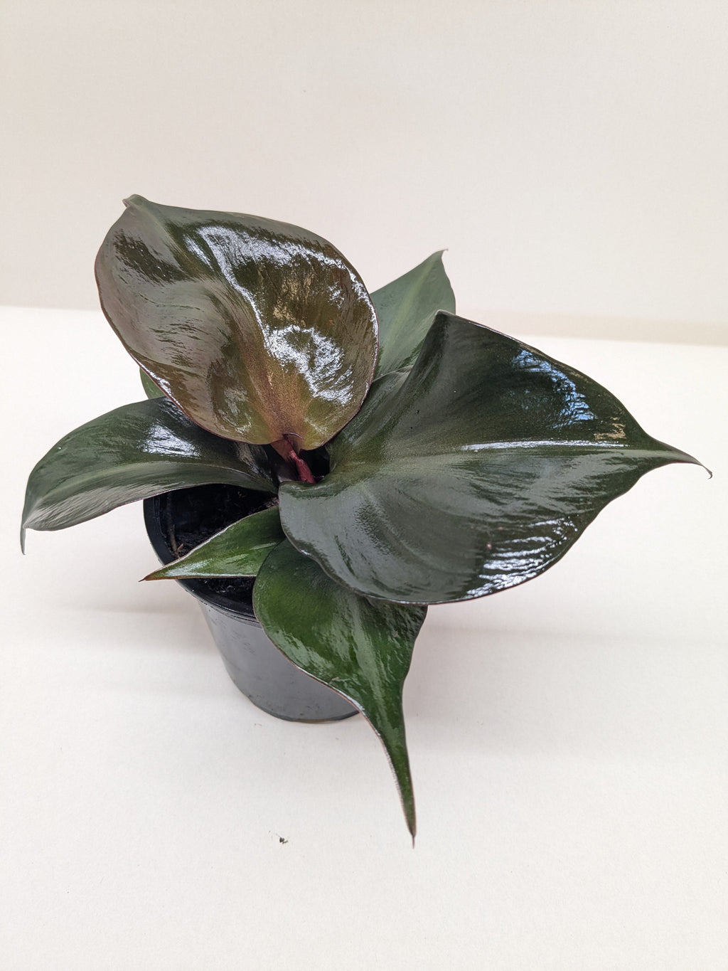 Philodendron 'Red Heart' – view 3