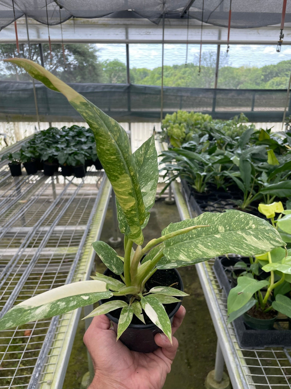 Philodendron Ring of Fire Variegated – view 2