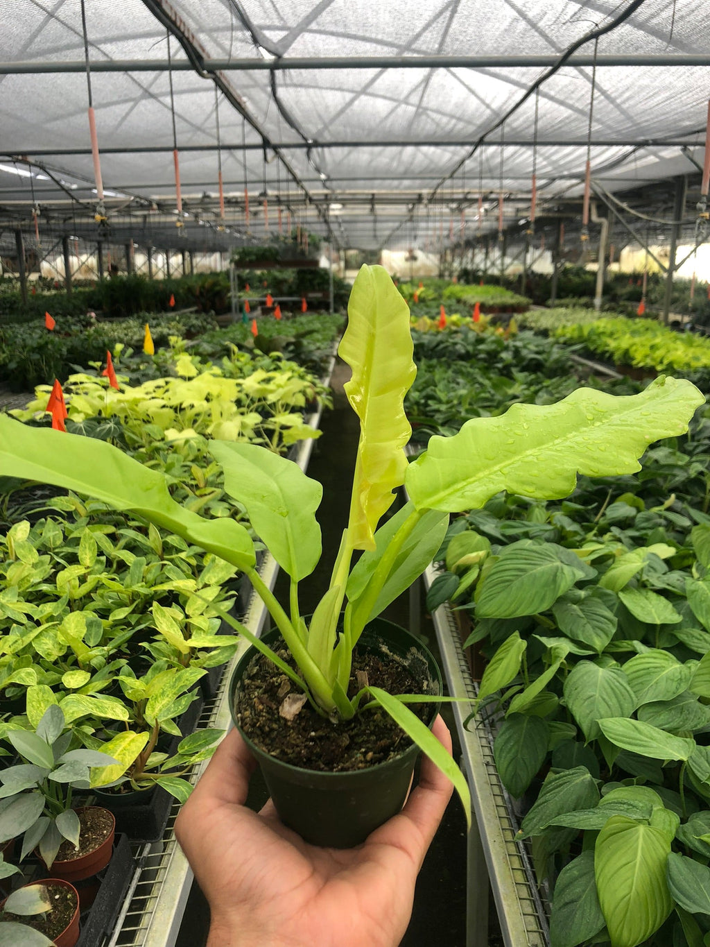 Philodendron 'Ring of Fire Gold' – view 4