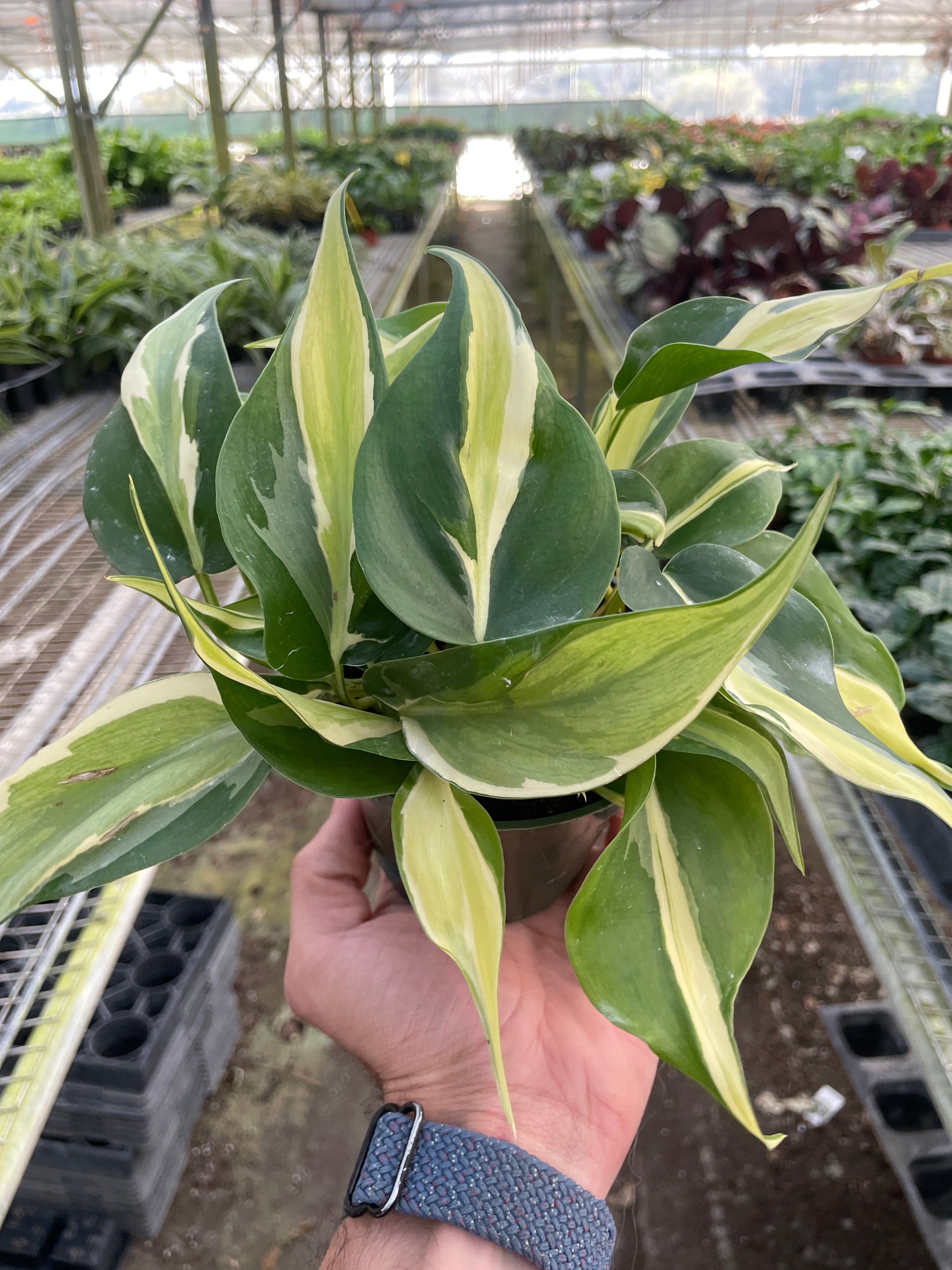 Philodendron 'Silver Stripe' – view 2