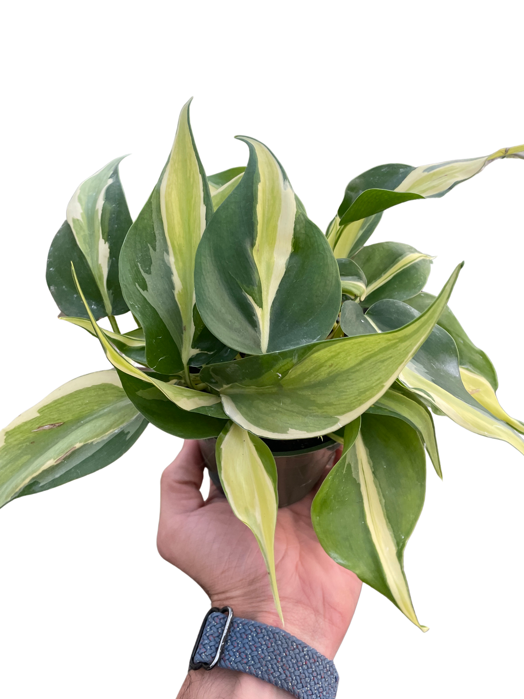 Philodendron 'Silver Stripe' – view 4