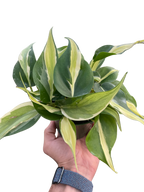 Philodendron 'Silver Stripe' – view 4