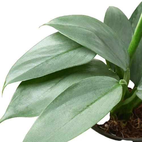 Philodendron 'Silver Sword' – view 2