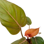 Philodendron 'Summer Glory' – view 2