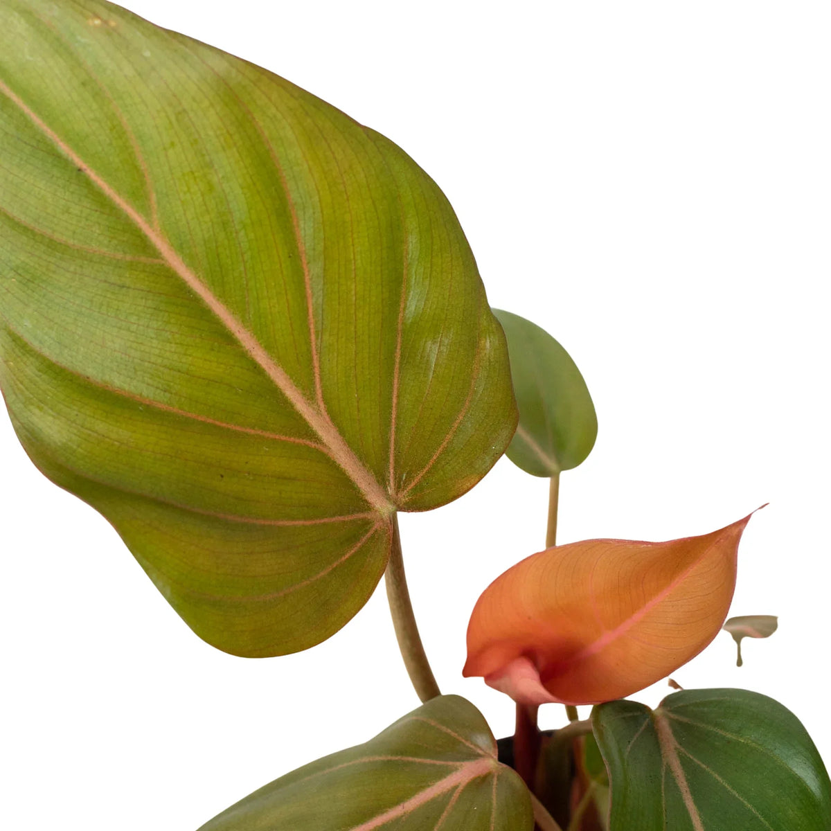 Philodendron 'Summer Glory' – view 2