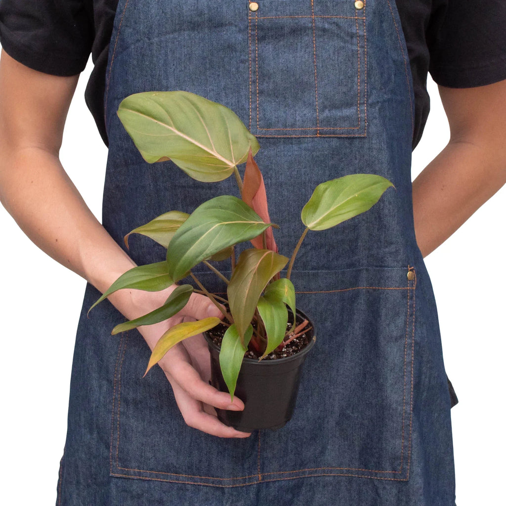 Philodendron 'Summer Glory' – view 3