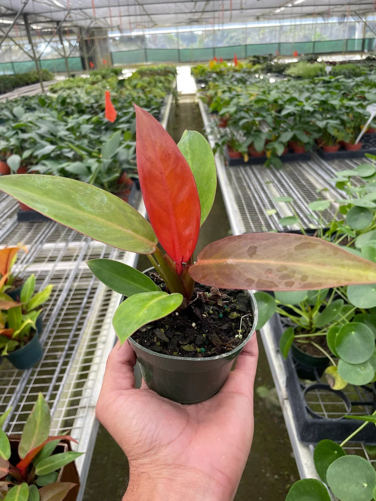 Philodendron 'Sun Red' – view 2