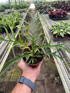 Philodendron 'Tortum' – view 2
