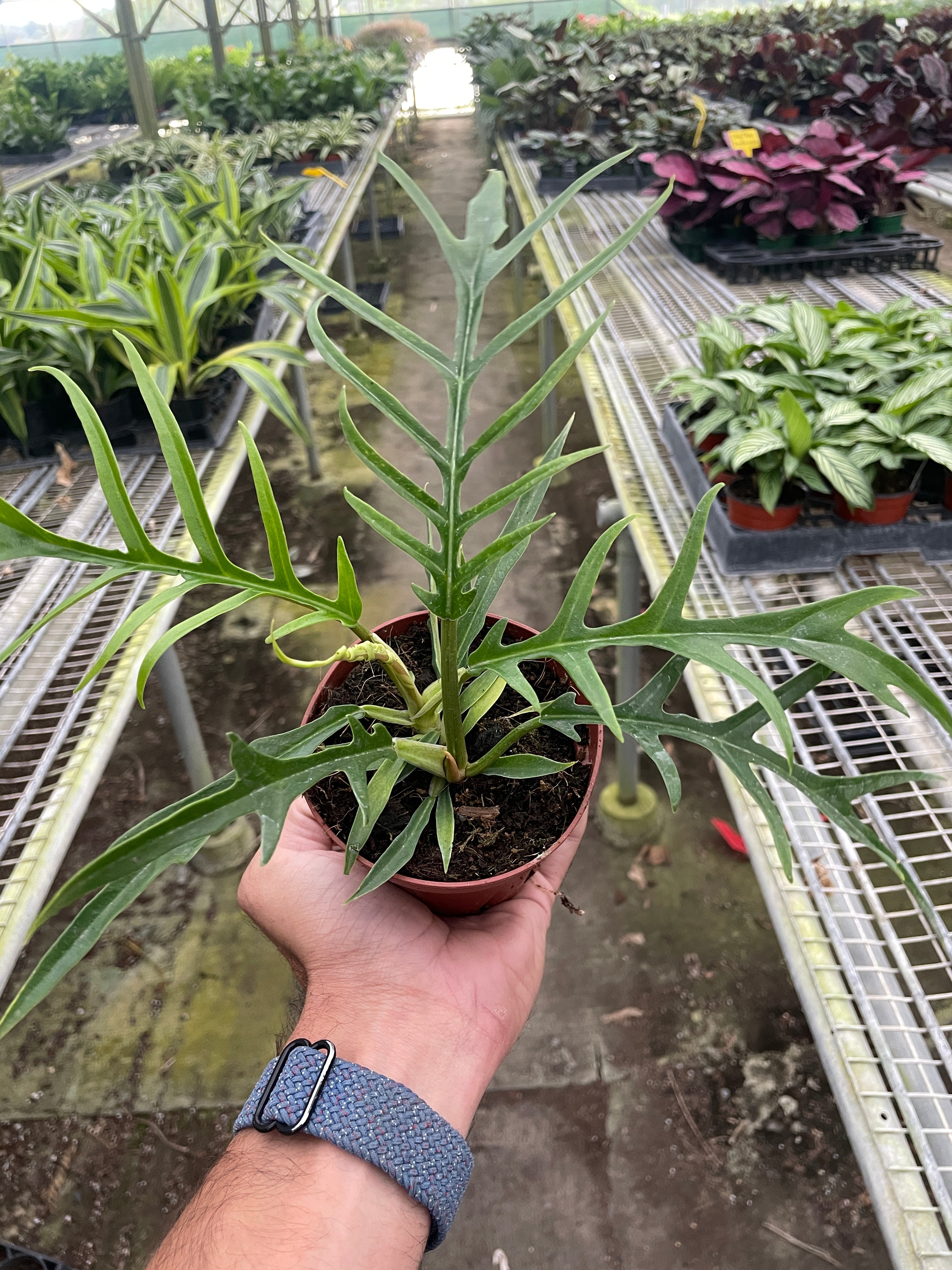 Philodendron 'Tortum' – view 2