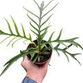 Philodendron 'Tortum'