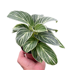 Philodendron White Measure