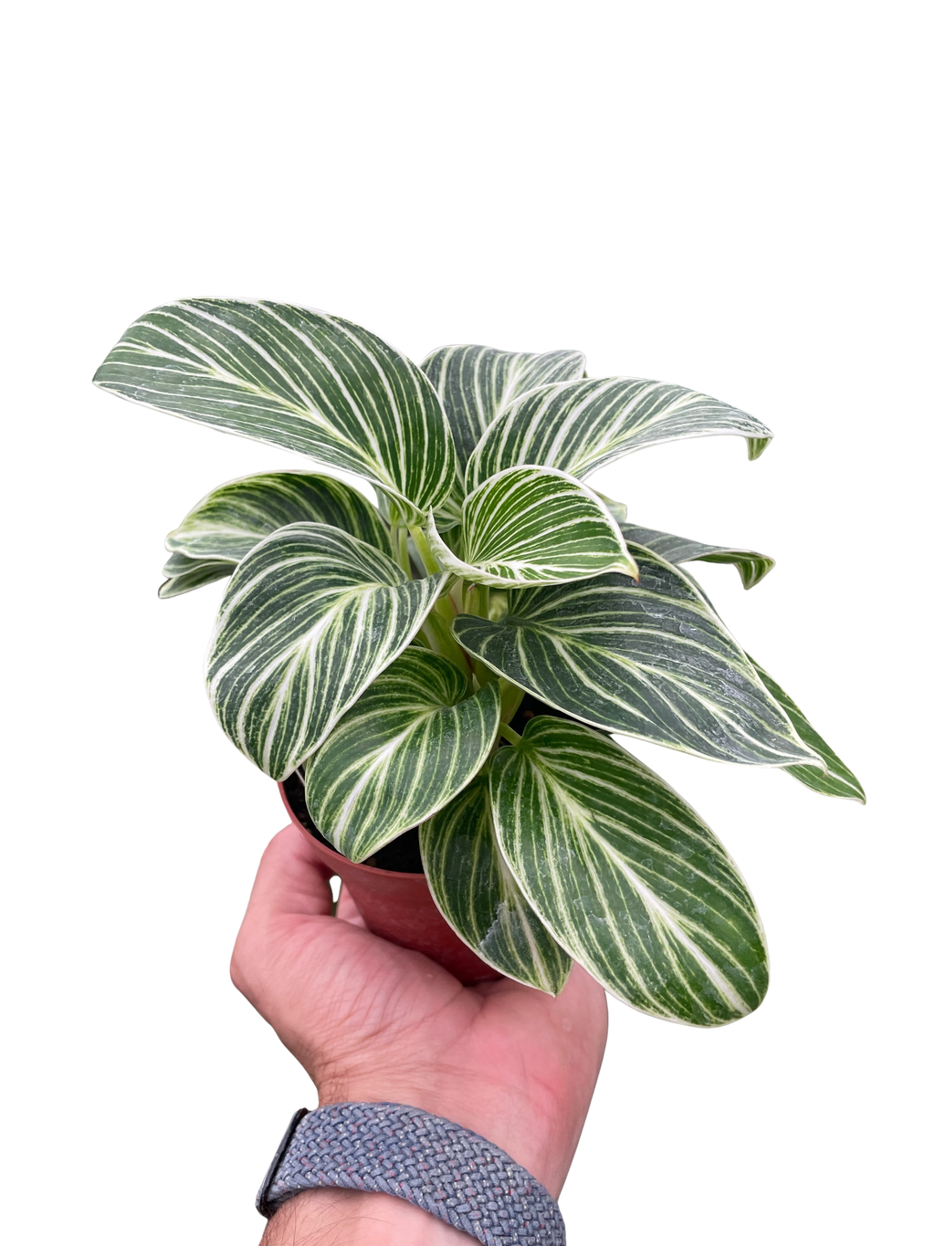 Philodendron White Measure – view 2