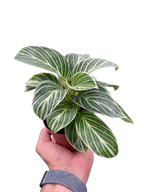 Philodendron White Measure – view 2