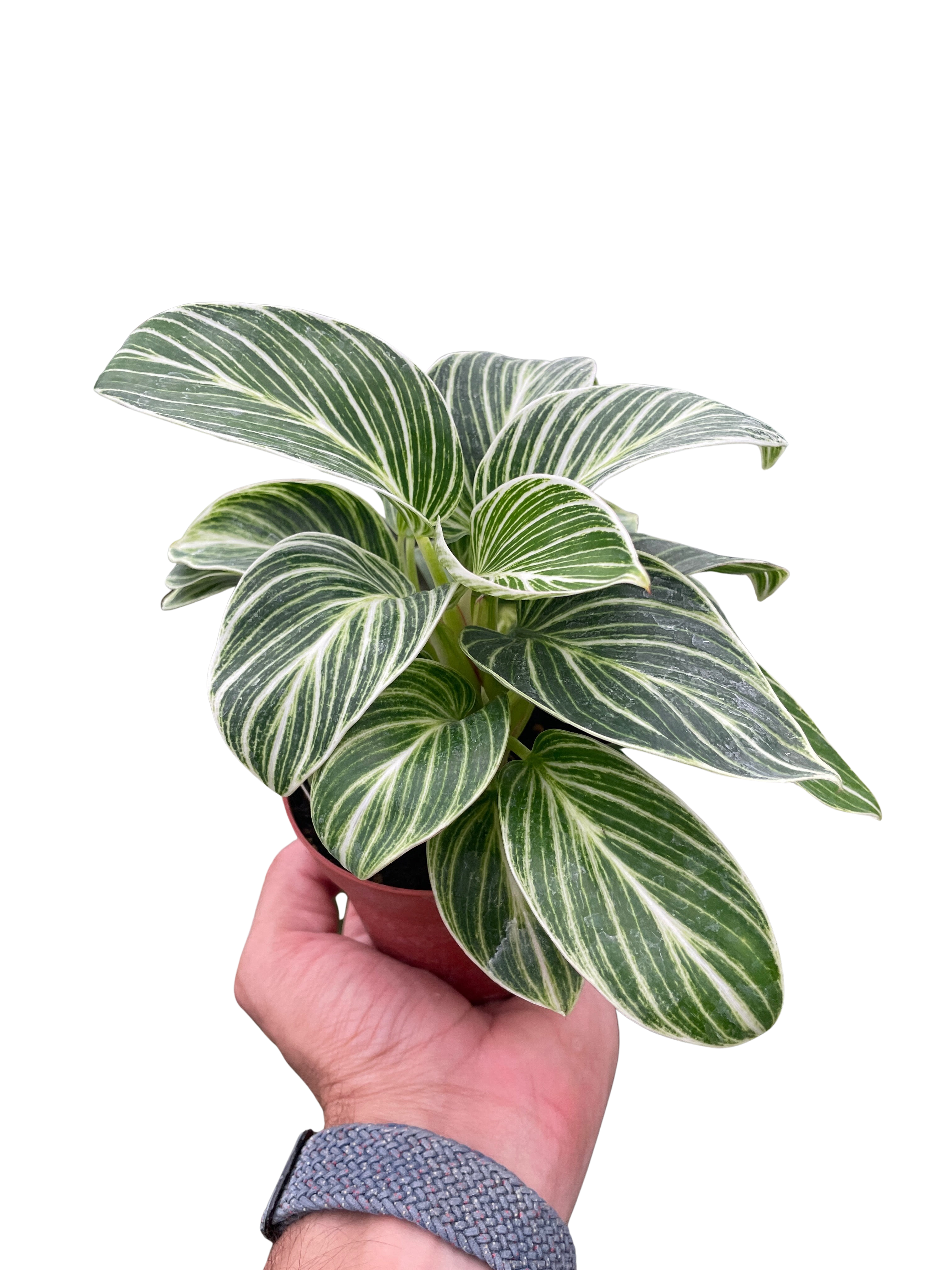 Philodendron White Measure – view 2