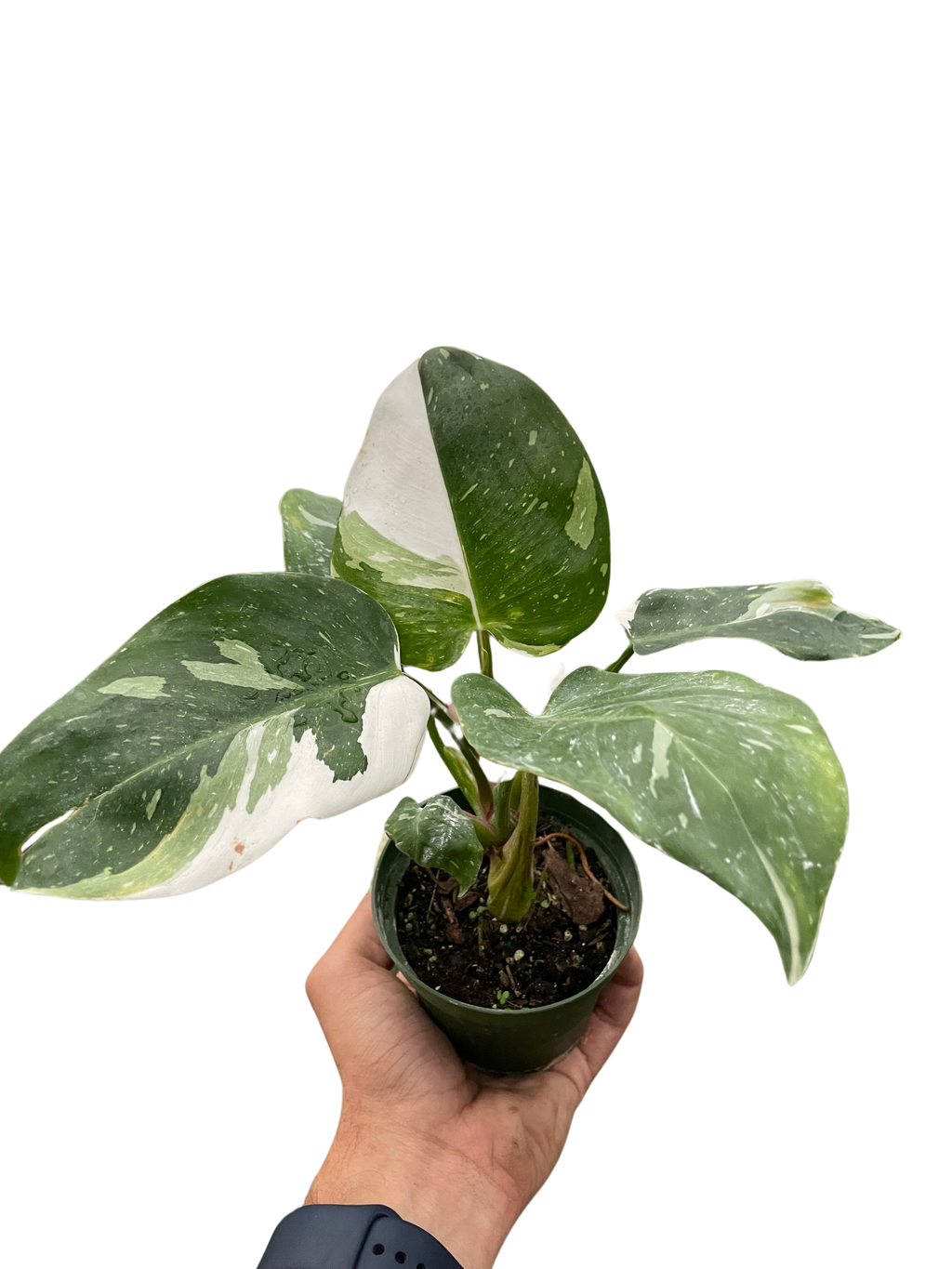 Philodendron 'White Princess' – view 6
