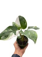 Philodendron 'White Princess' – view 6
