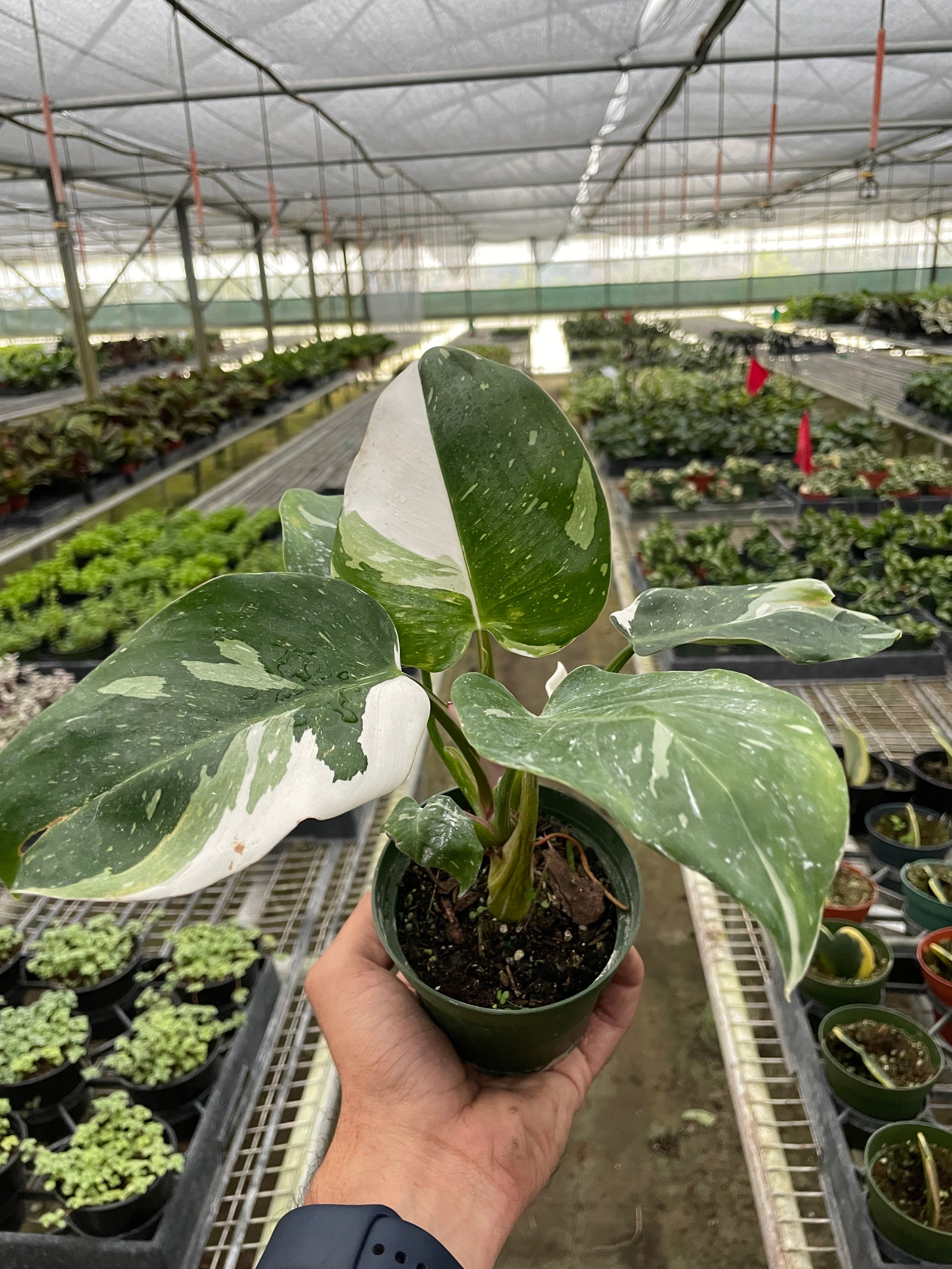 Philodendron 'White Princess' – view 2