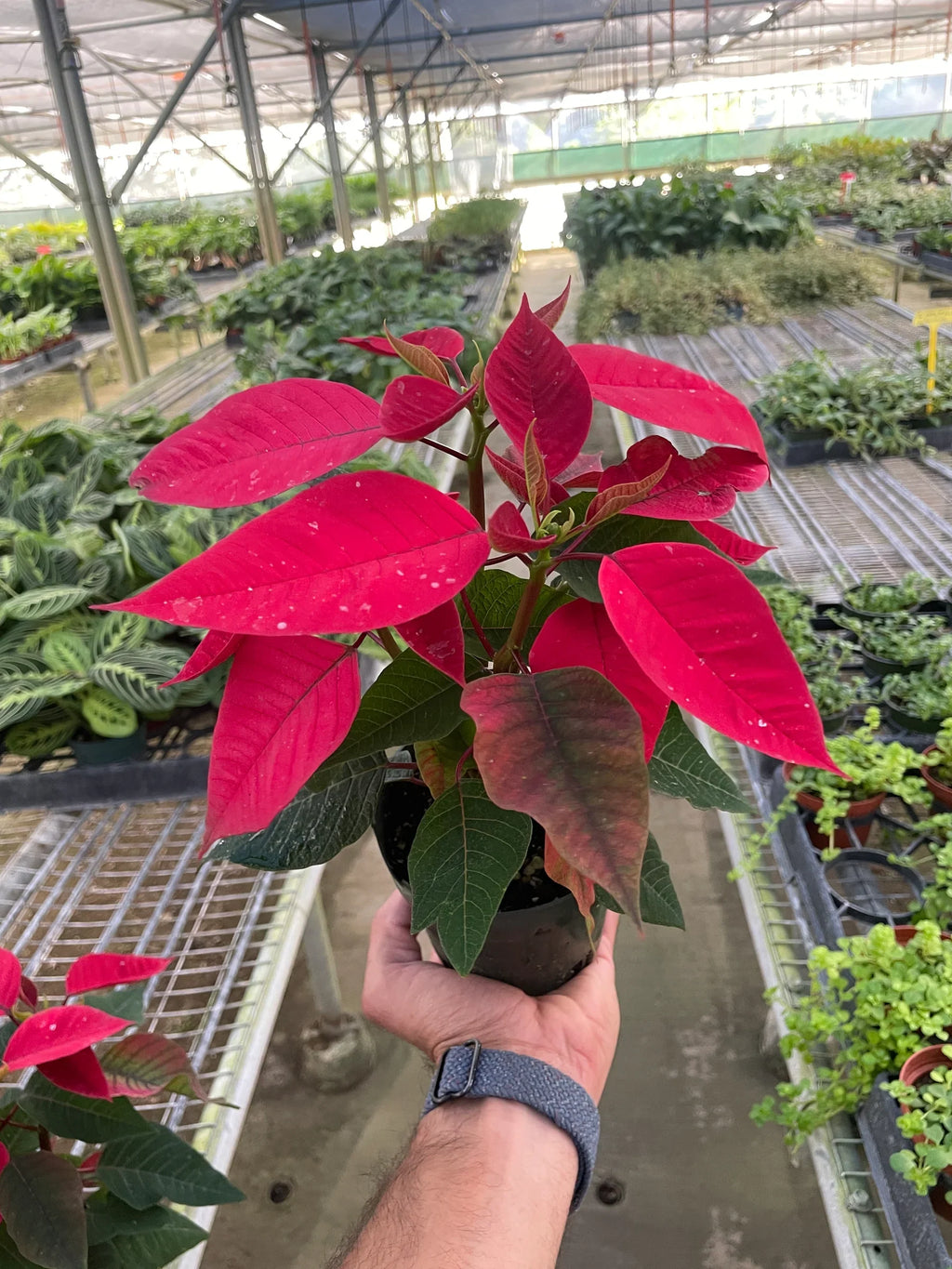 Poinsettia 'Red' – view 2