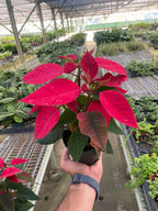 Poinsettia 'Red' – view 2