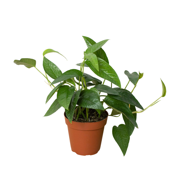 Pothos 'Cebu Blue' Live Plant