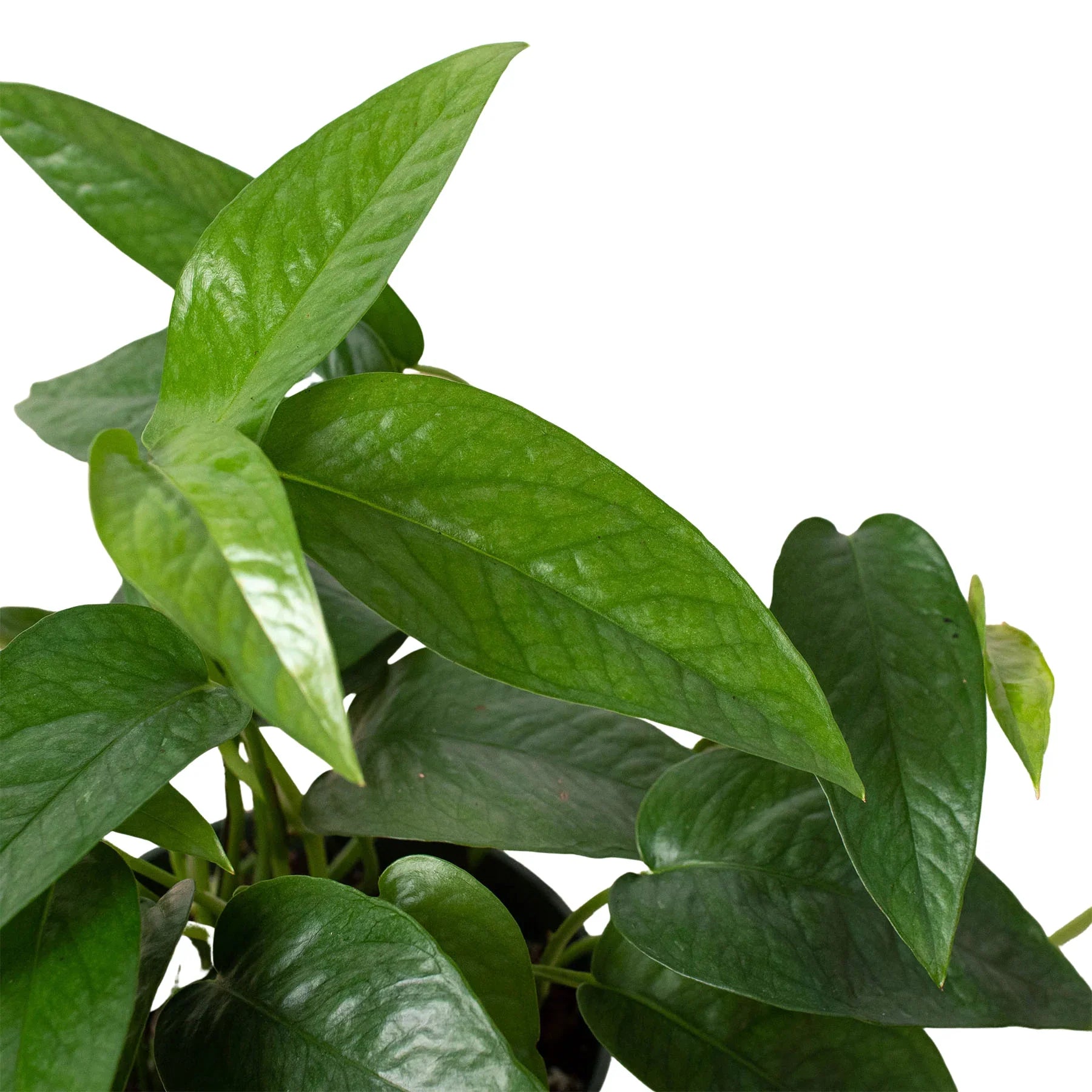 Pothos 'Cebu Blue' – view 2