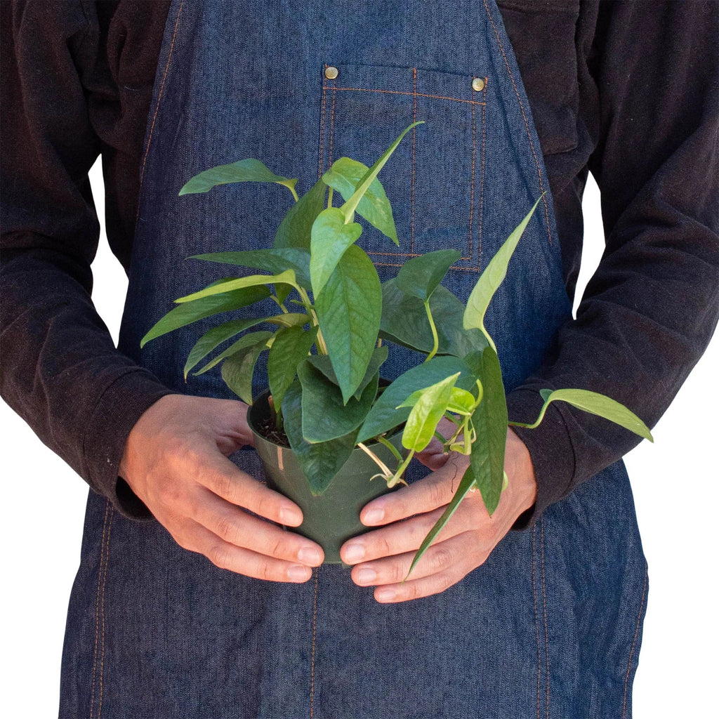 Pothos 'Cebu Blue' – view 3