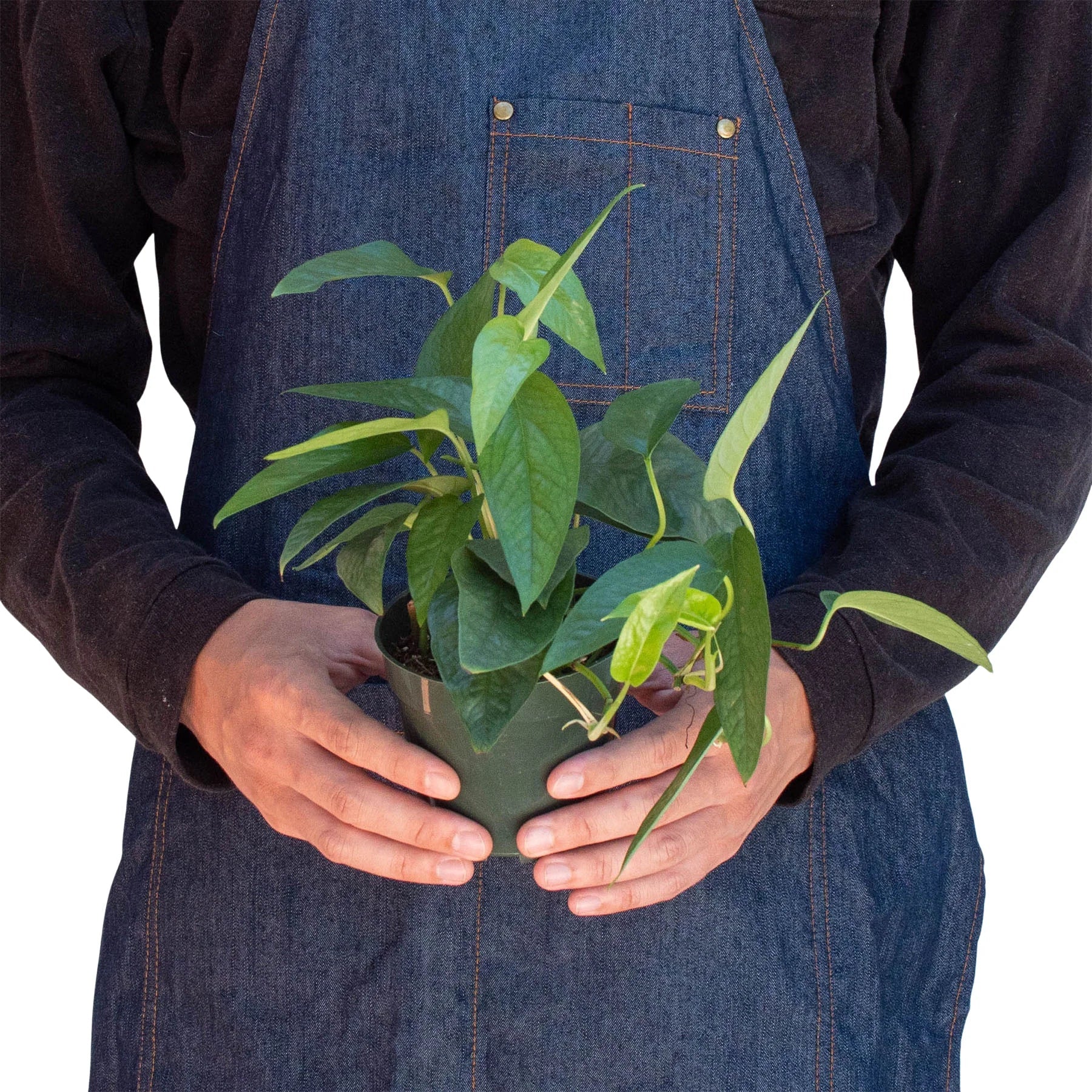 Pothos 'Cebu Blue' – view 3
