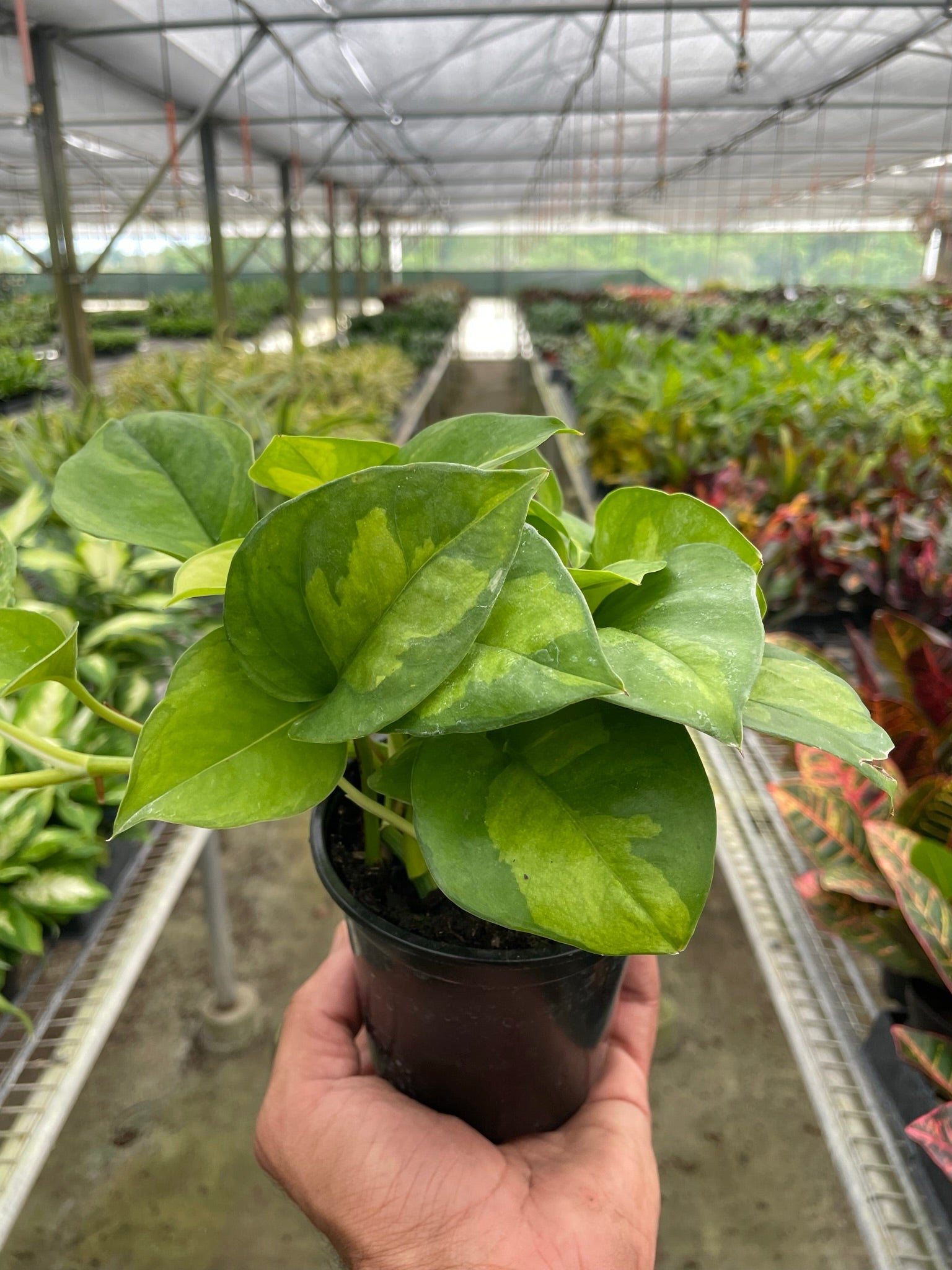 Pothos 'Global Green' – view 3