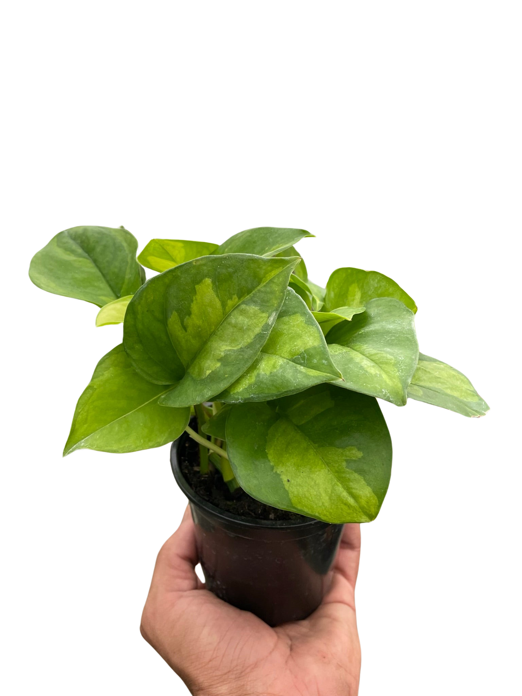 Pothos 'Global Green' – view 4