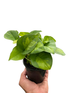 Pothos 'Global Green' – view 4