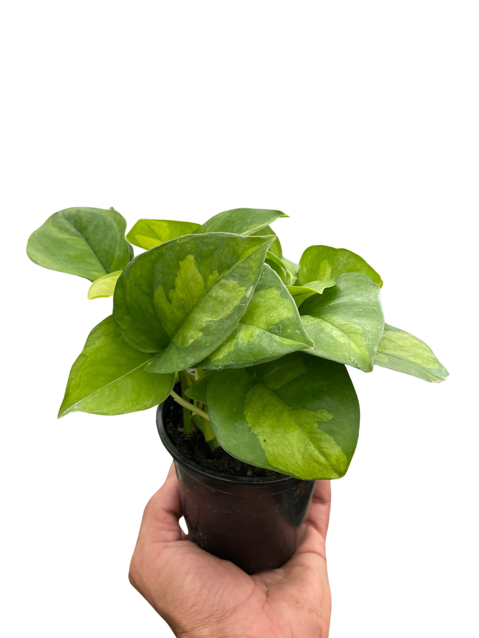 Pothos 'Global Green' – view 4