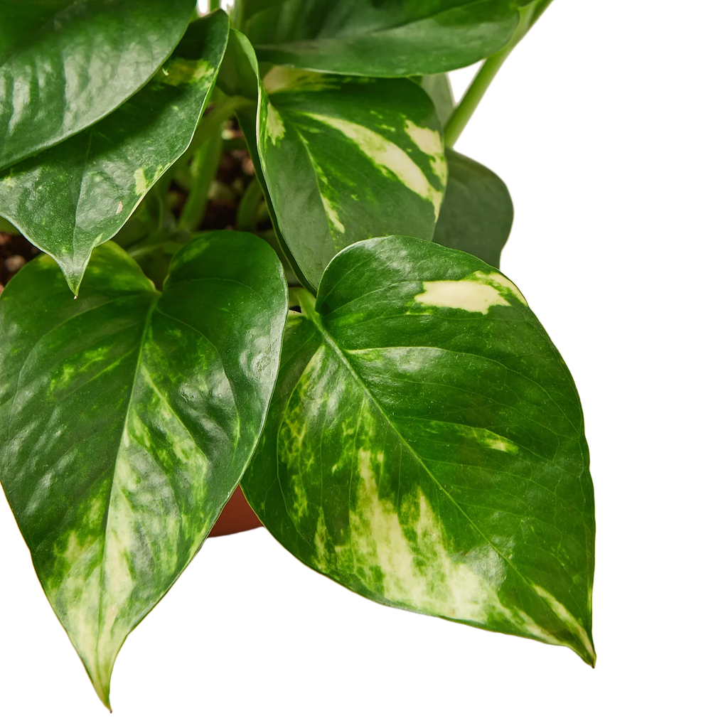 Pothos 'Golden' – view 2