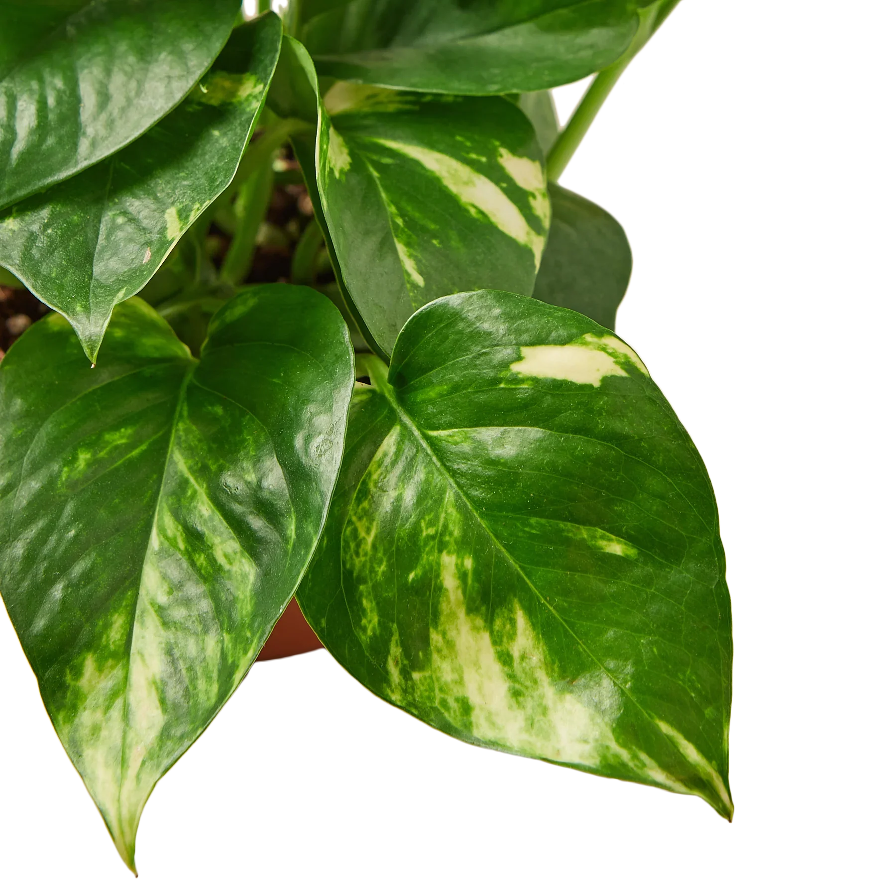 Pothos 'Golden' – view 2