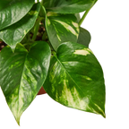 Pothos 'Golden' – view 2