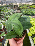 Pothos Jade Satin – view 2