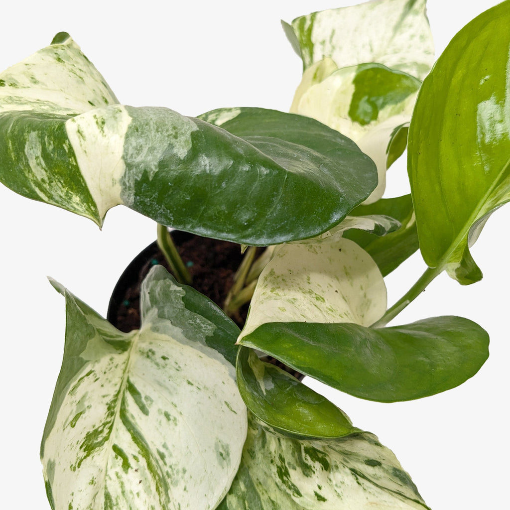 Pothos Manjula – view 2