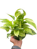 Pothos 'Neon Queen' – view 3