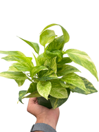 Pothos 'Neon Queen' – view 3