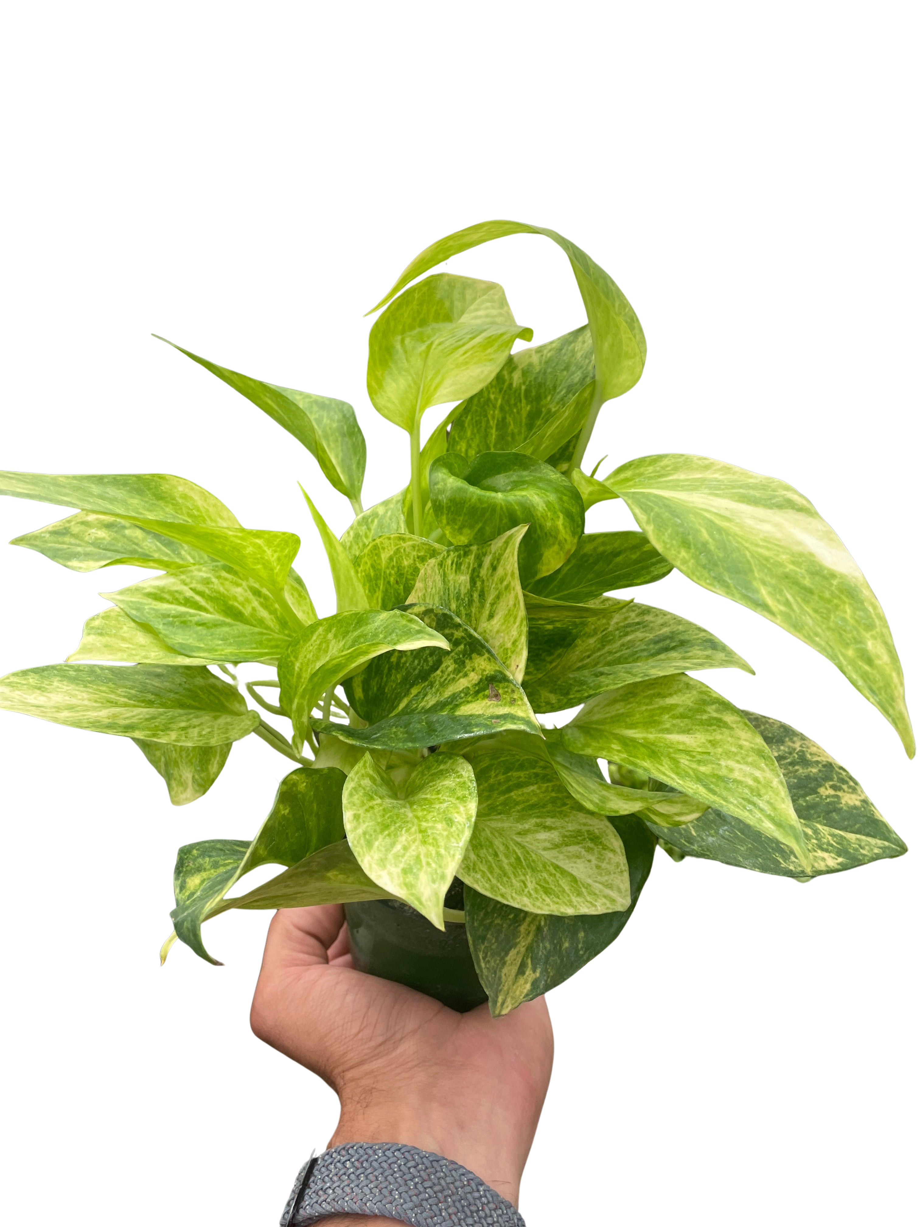 Pothos 'Neon Queen' – view 3