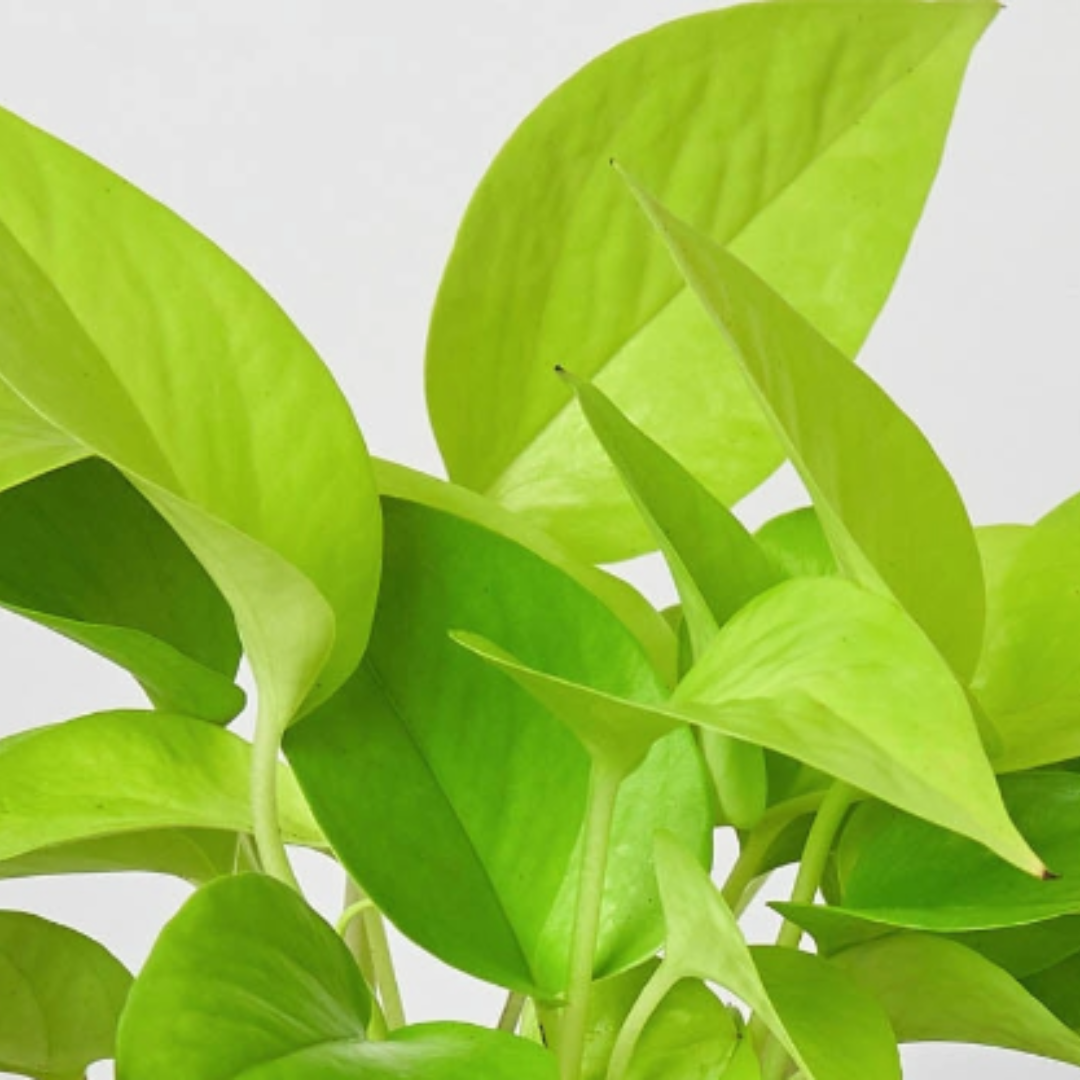 Pothos 'Neon' – view 2