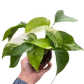 Pothos 'Albo Variegata'