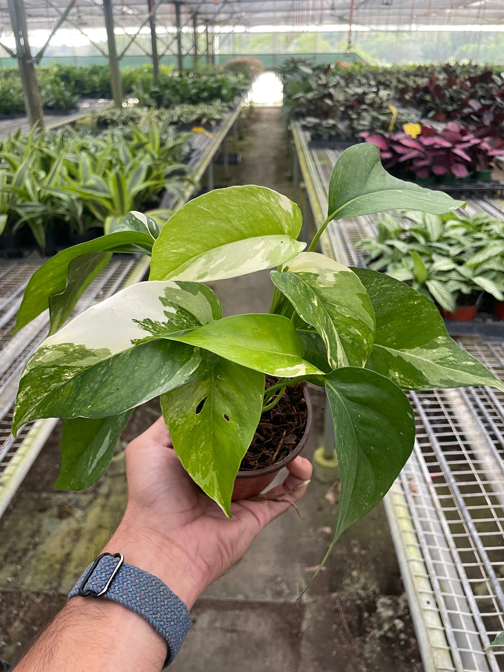 Pothos 'Albo Variegata' – view 2