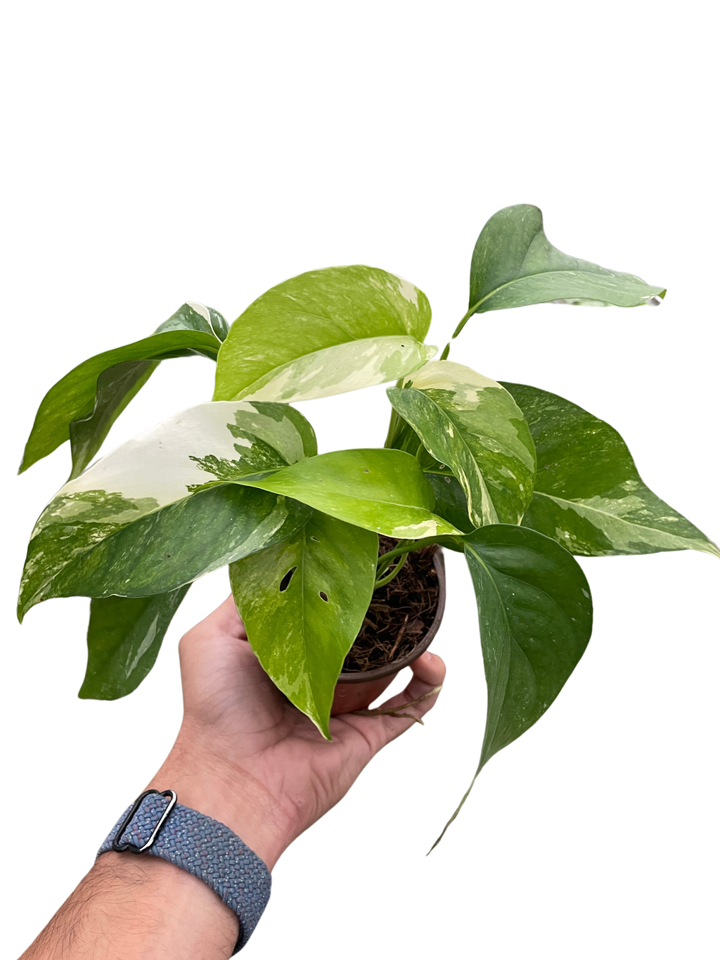 Pothos 'Albo Variegata' – view 3