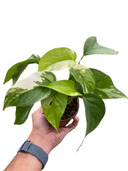 Pothos 'Albo Variegata' – view 3