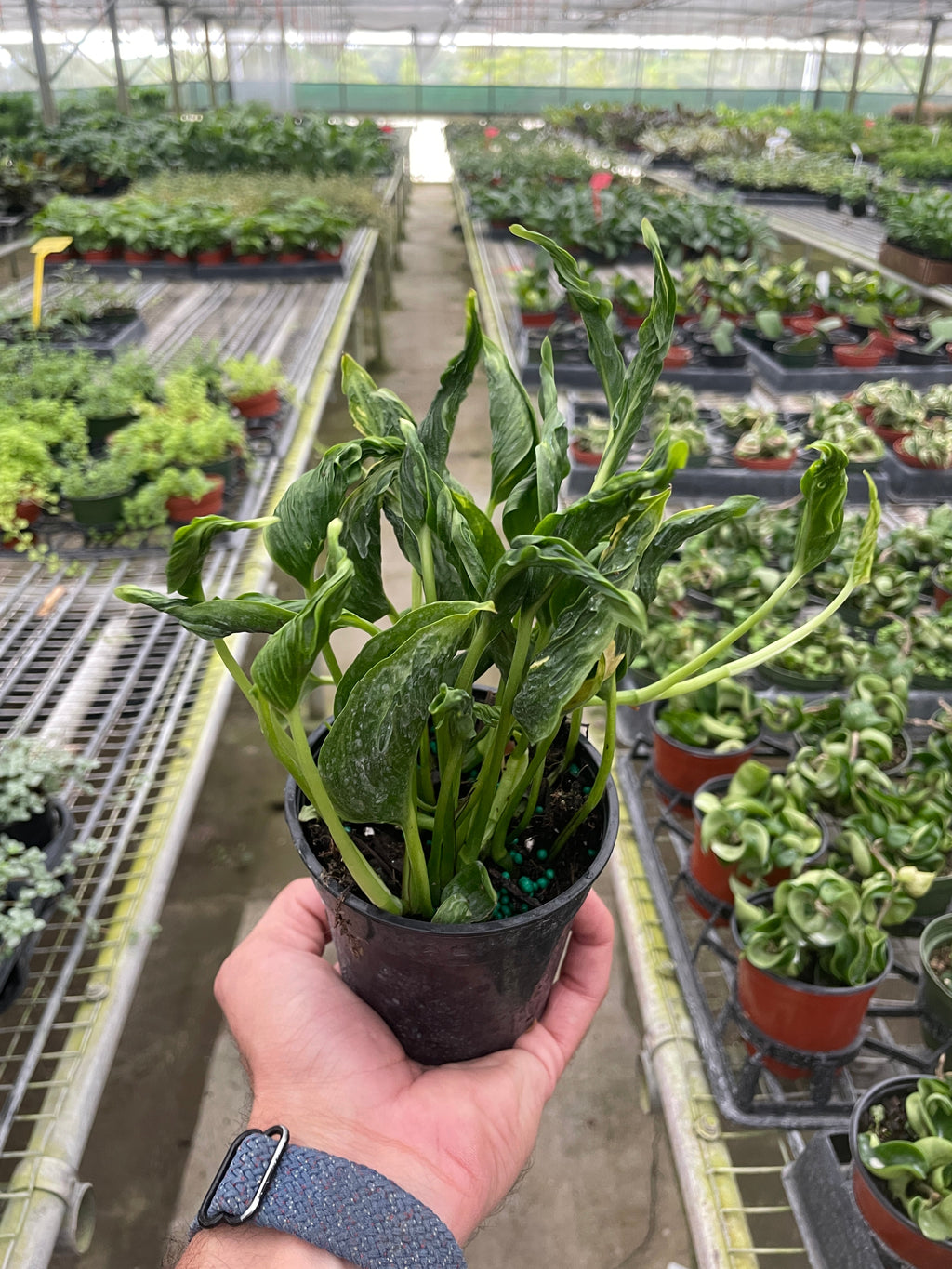 Pothos 'Shangri La' – view 3