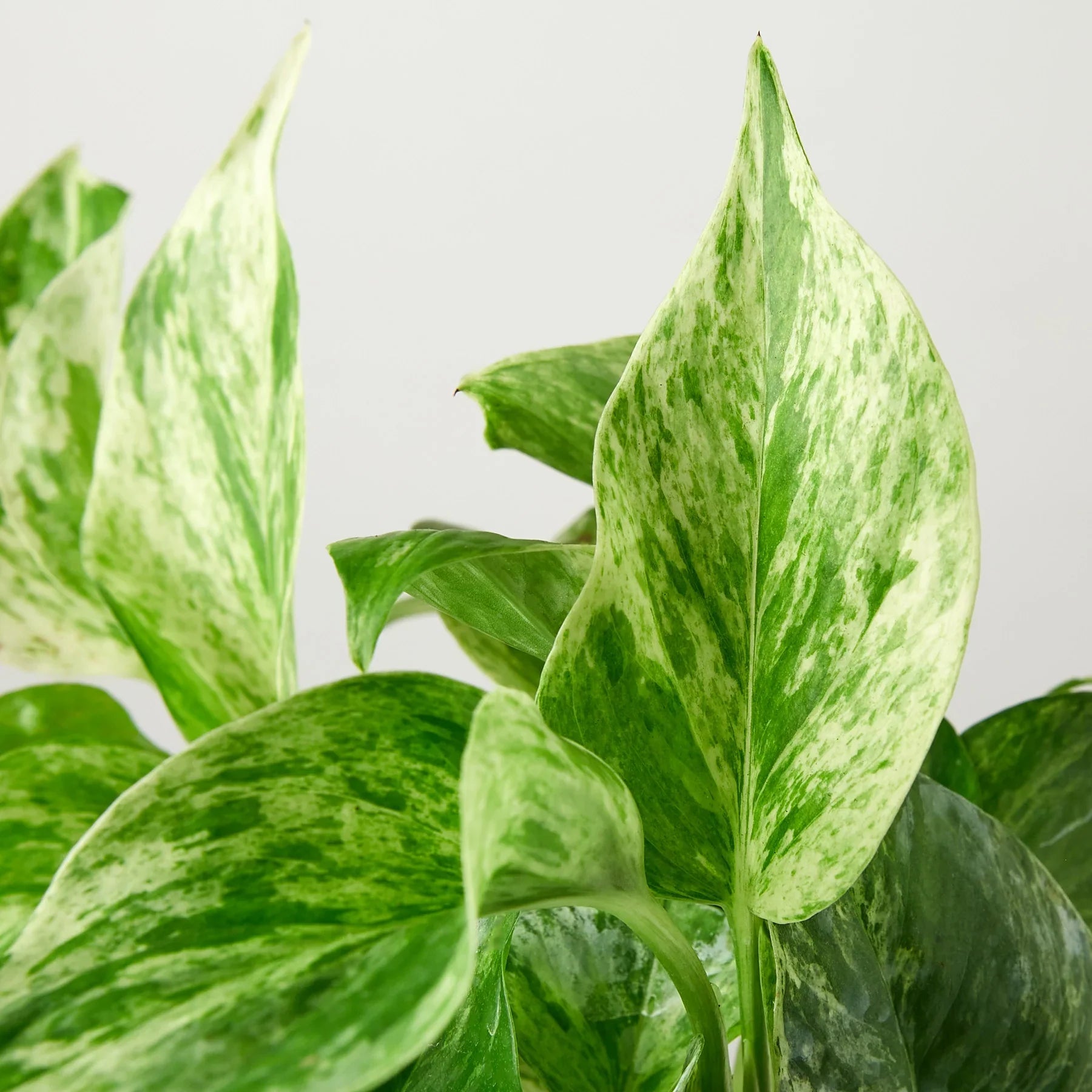 Pothos 'Marble Queen' – view 2